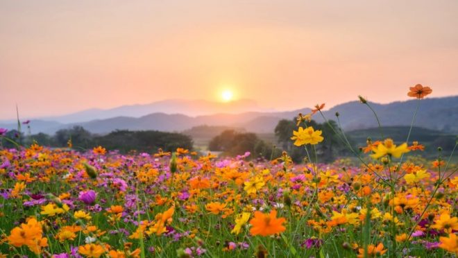 Sunrise with sunflowers